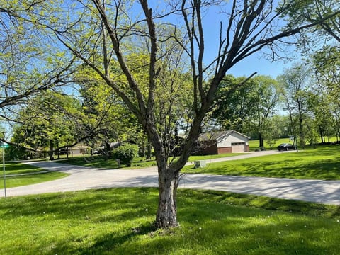Large tree with spreading branches in a residential yard with green grass, driveway, and houses in background