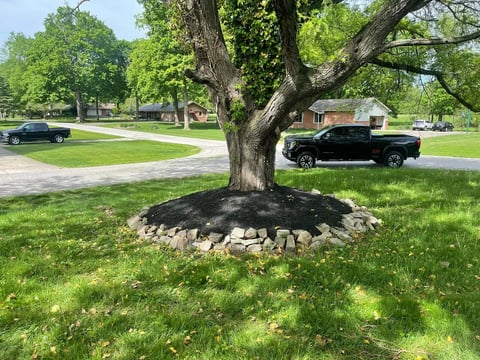 Large mature tree with stone mulch ring in residential neighborhood with parked vehicles and houses