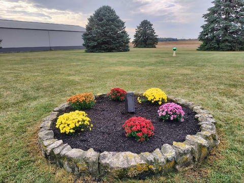 Stone-bordered flower bed with colorful chrysanthemums in yellow, red, orange, and pink arranged in a circle on dark mulch in a grassy field