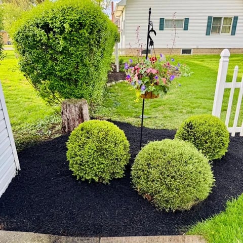 A manicured garden bed with three round green boxwood shrubs in black mulch, flowering plant stand, and white picket fence beside a house