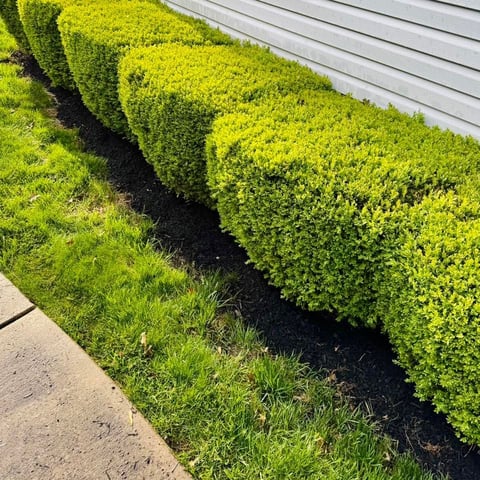 Row of neatly trimmed bright green hedge bushes along a house with gray siding and concrete pavement