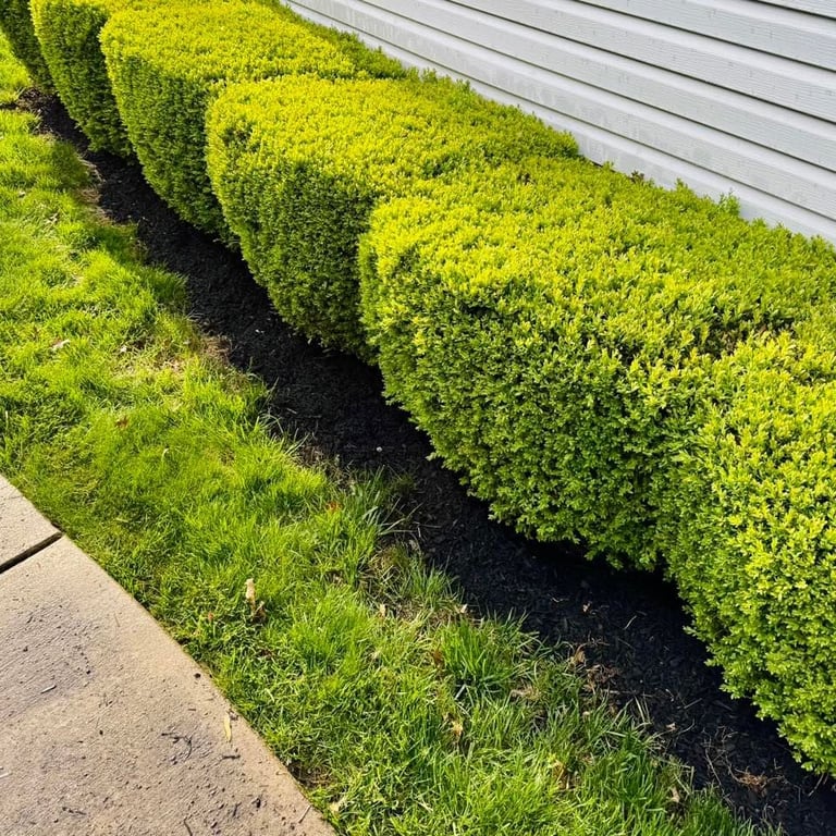 Row of neatly trimmed green hedge bushes along a house