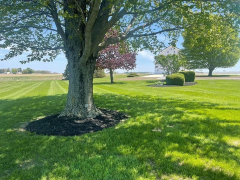Large mature tree with thick trunk in sunny green field with distant trees and agricultural landscape