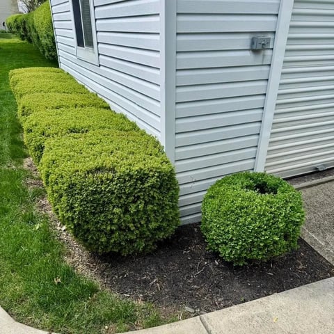 Two rounded green shrubs in mulch near a gray sided house with manicured lawn and concrete walkway