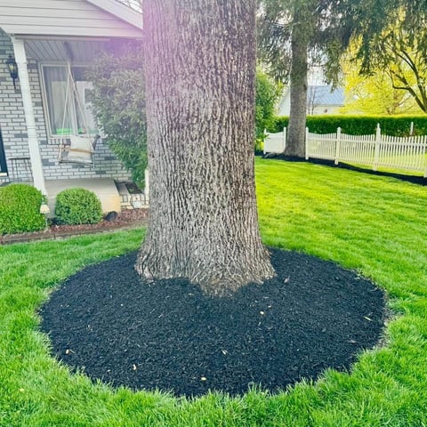 Large mature tree with thick trunk surrounded by black mulch ring on green lawn, white house and picket fence in background